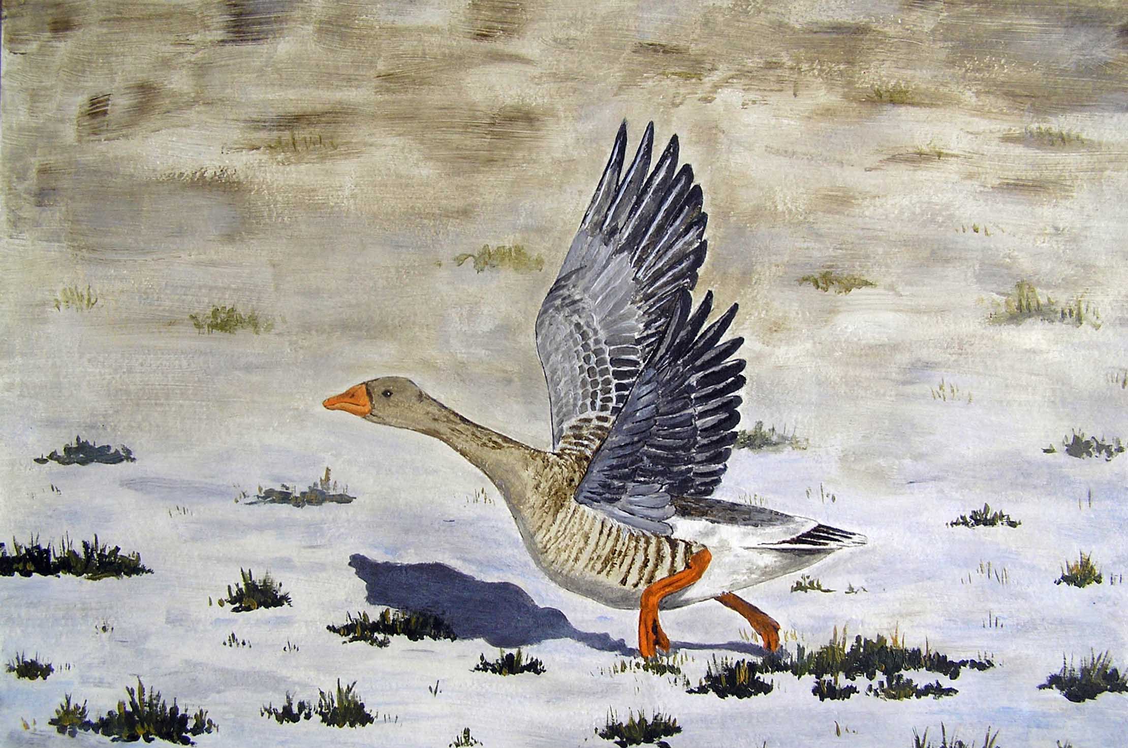 grauwe gans