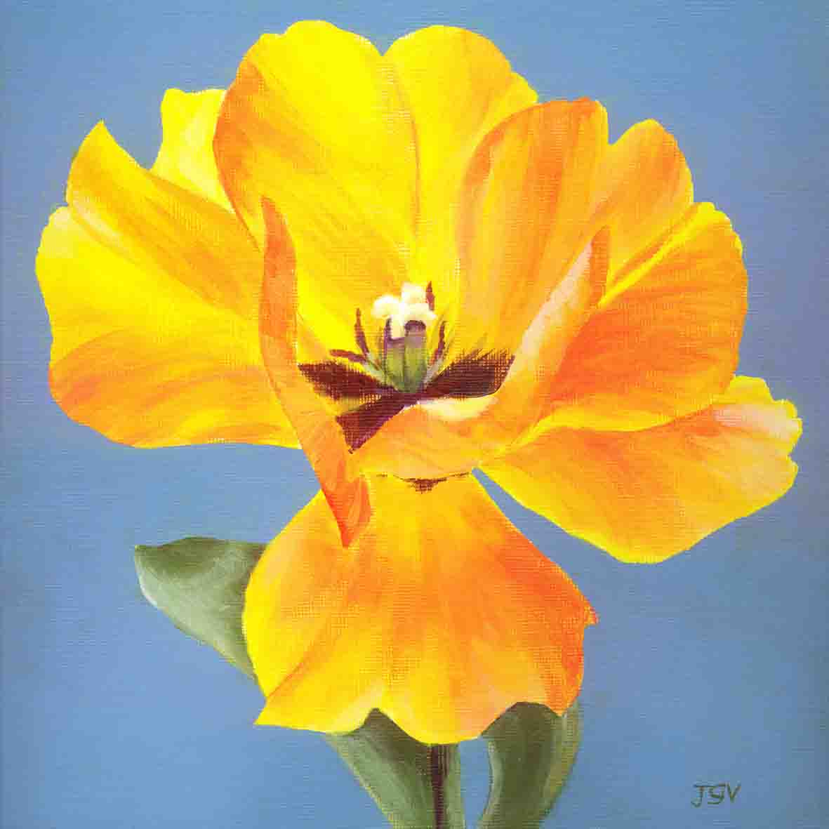gele tulp
