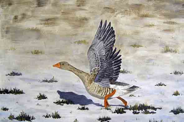 grauwe gans