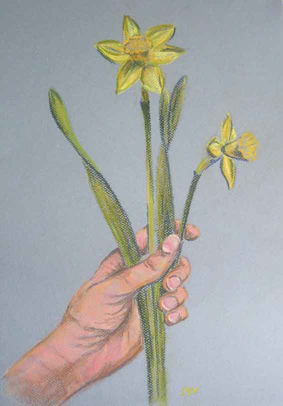 narcis