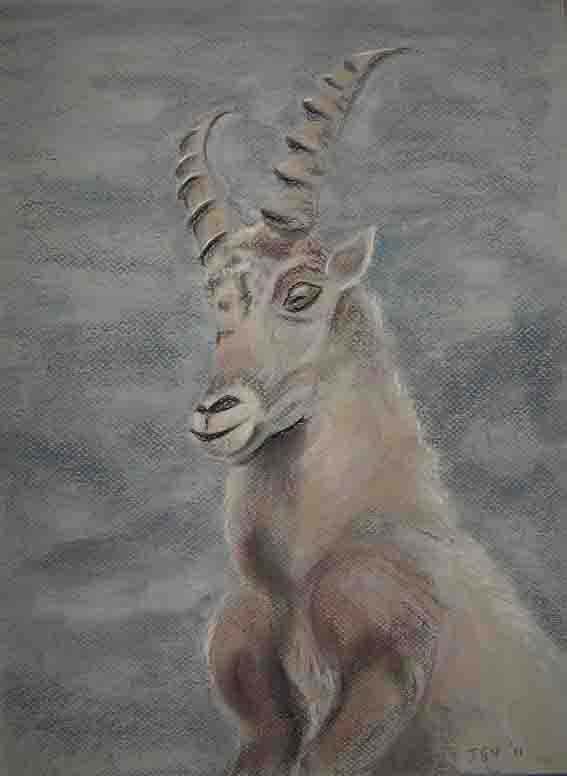 steenbok