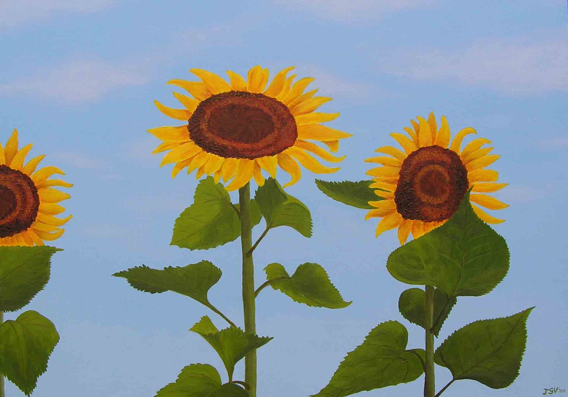 tournesols