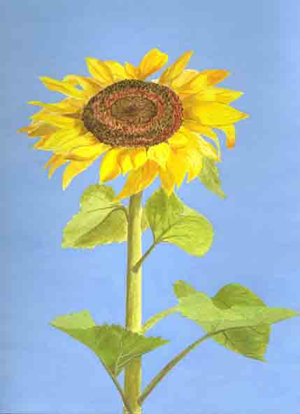 zonnebloem