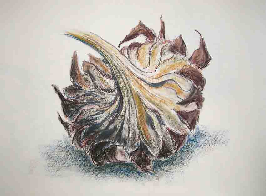 zonnenbloem