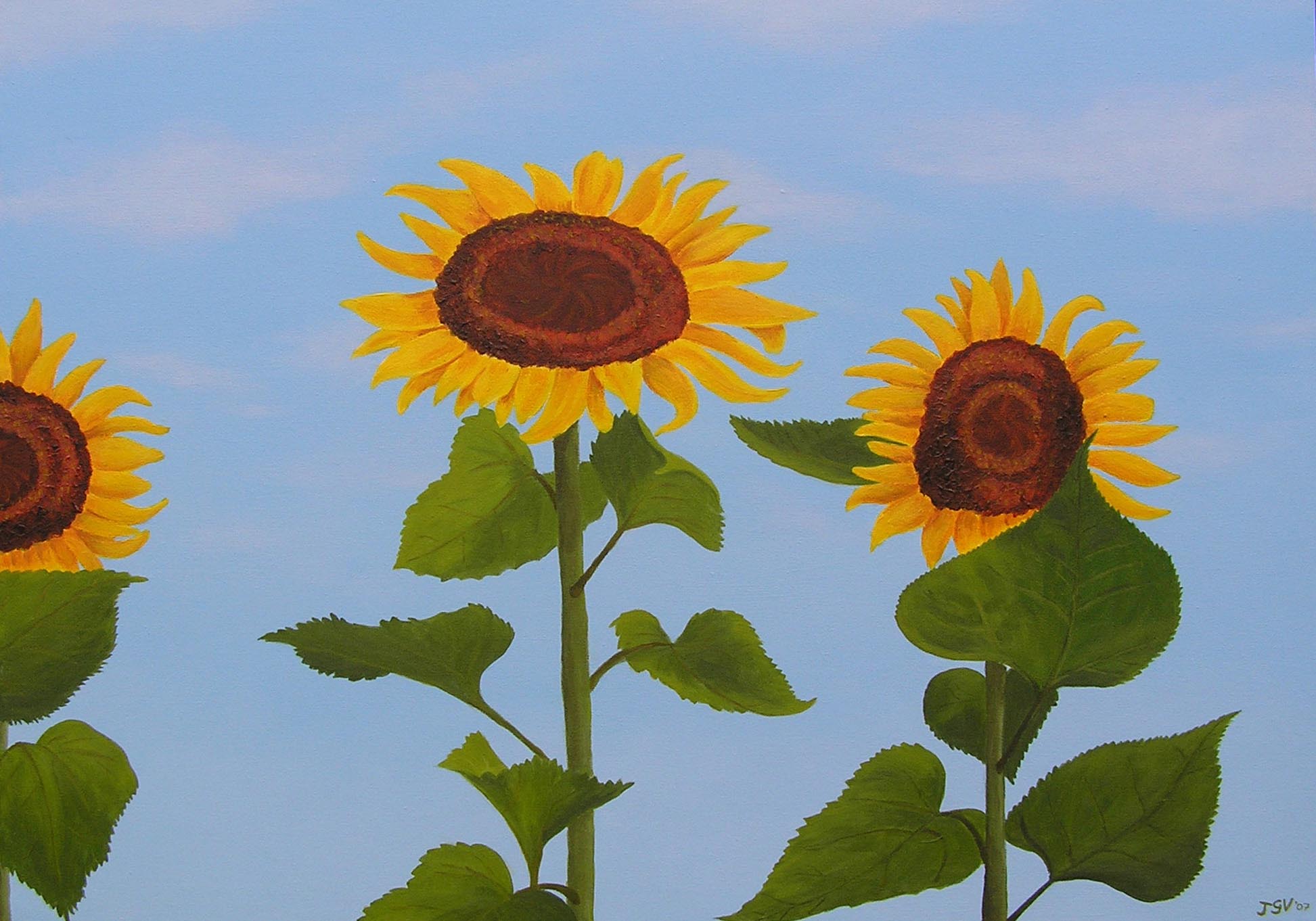 tournesols