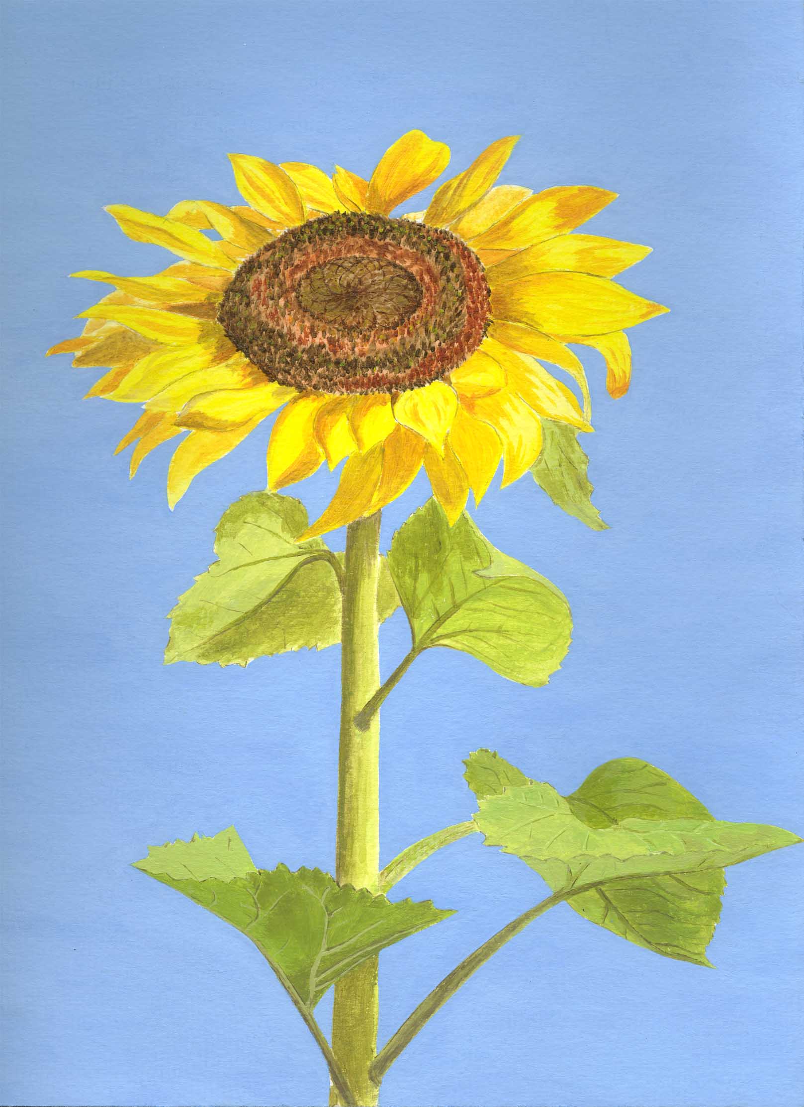 zonnebloem